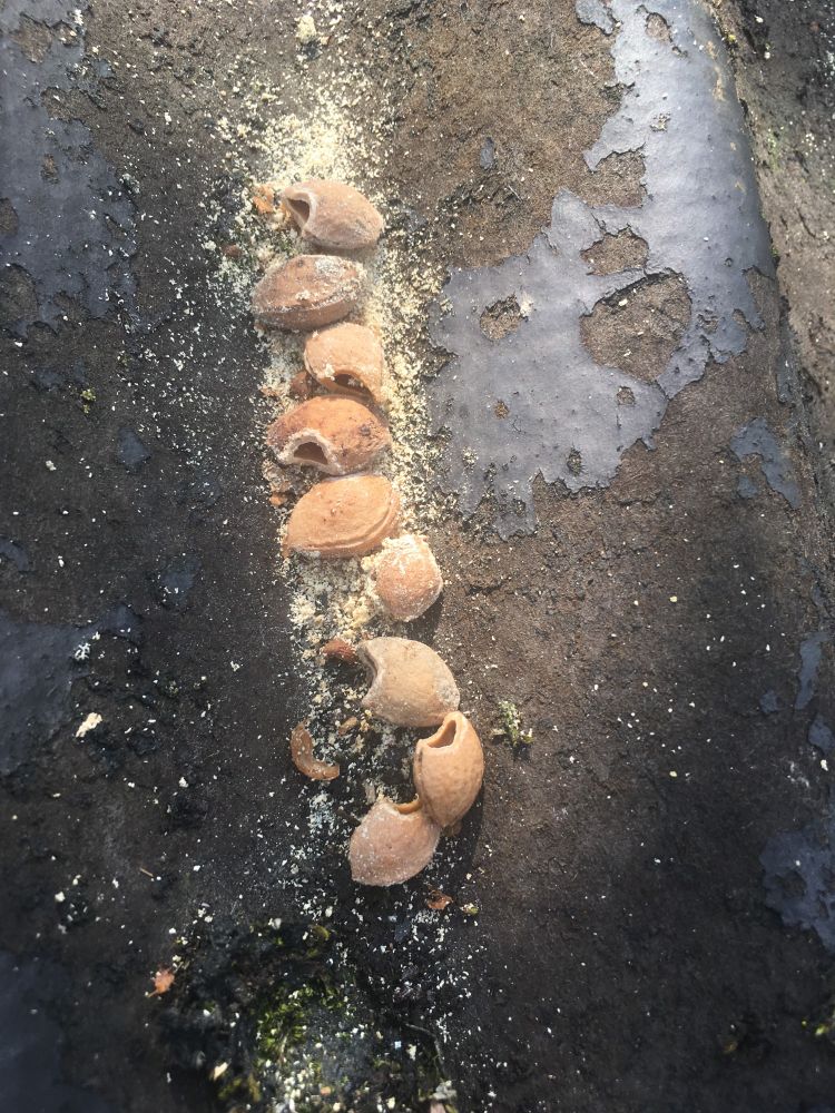 Een rijtje opengeknaagde pruimenpitten op een oude dakplaat. 