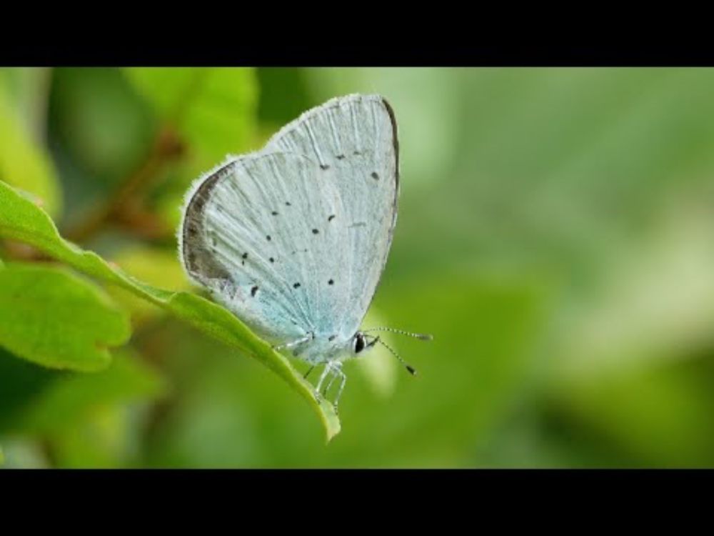 Boomblauwtje in de wind
