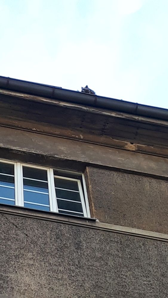 Waschbär in einer regenrinne eines Berliner altbaus 