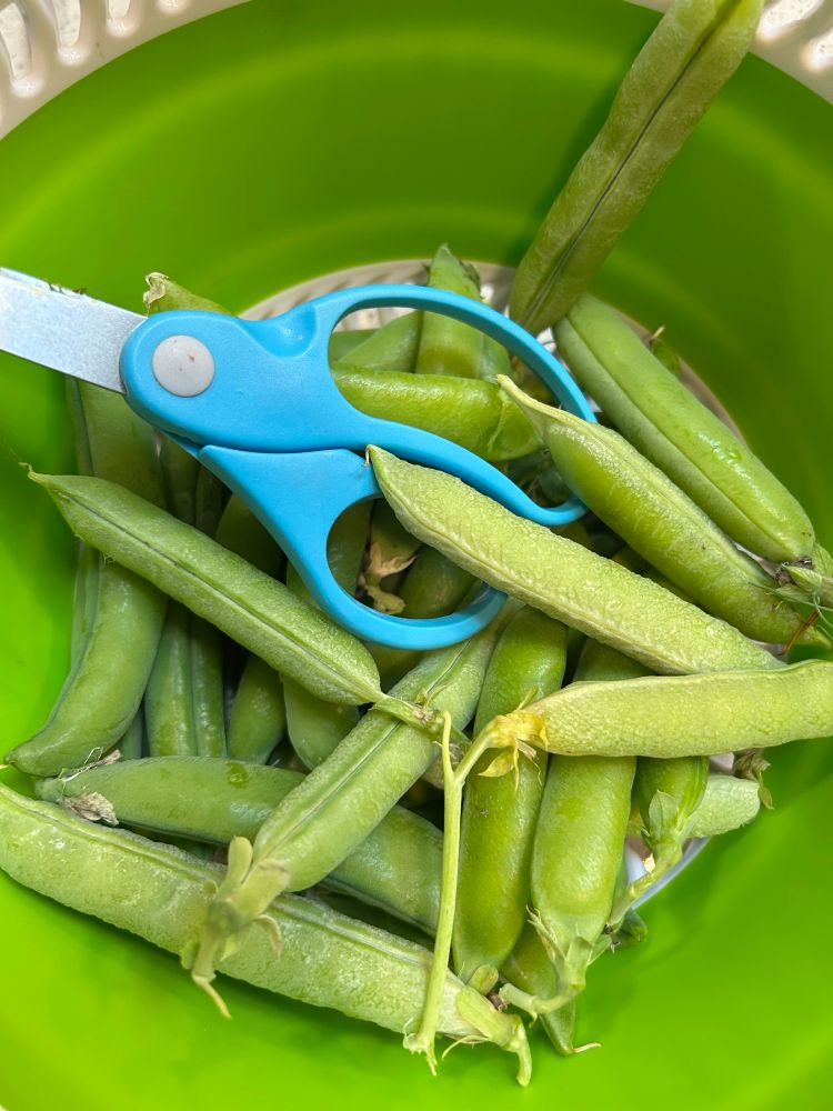Garden peas and scissors in a container