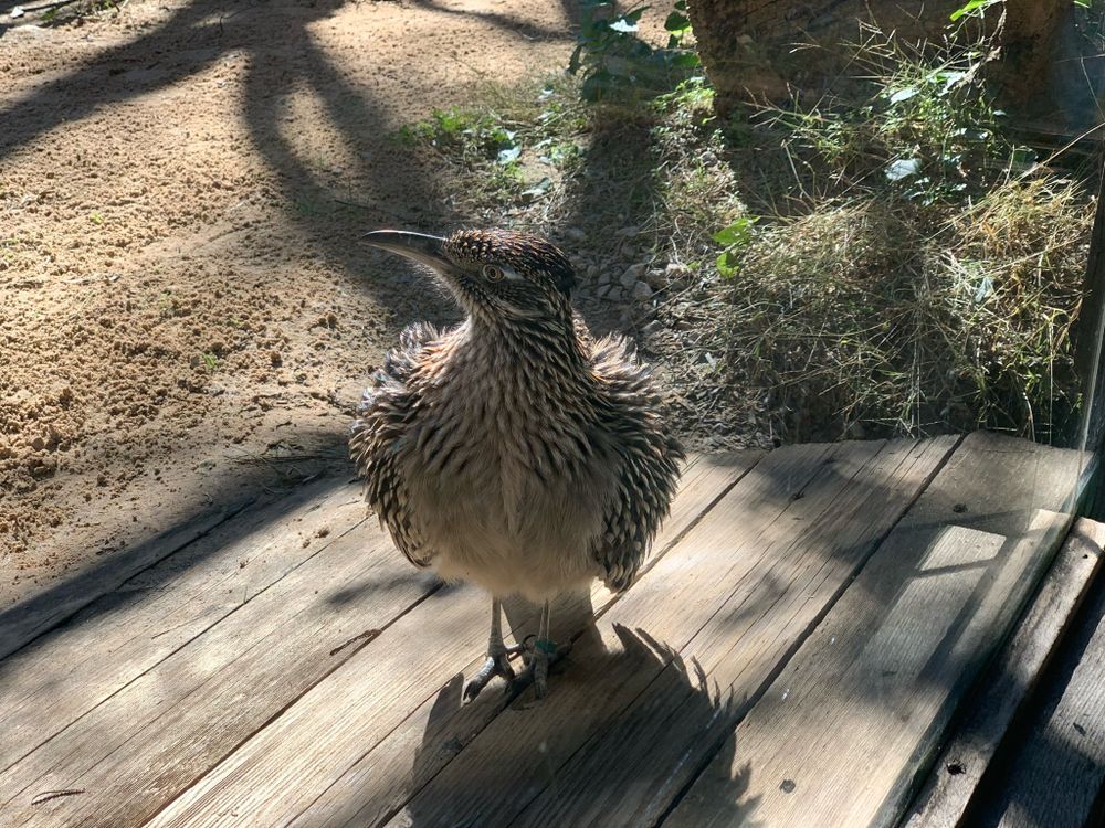 A roadrunner fluffed up in a threat display at a zoo.