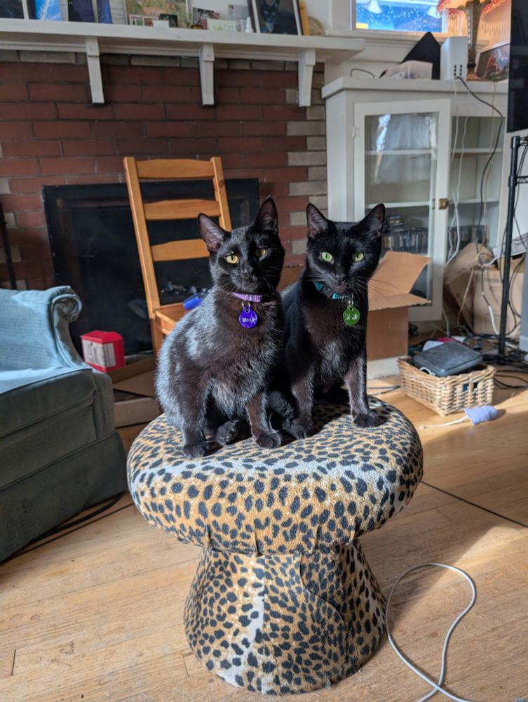 Two all black cats sitting on a faux leopard print stool, side by side