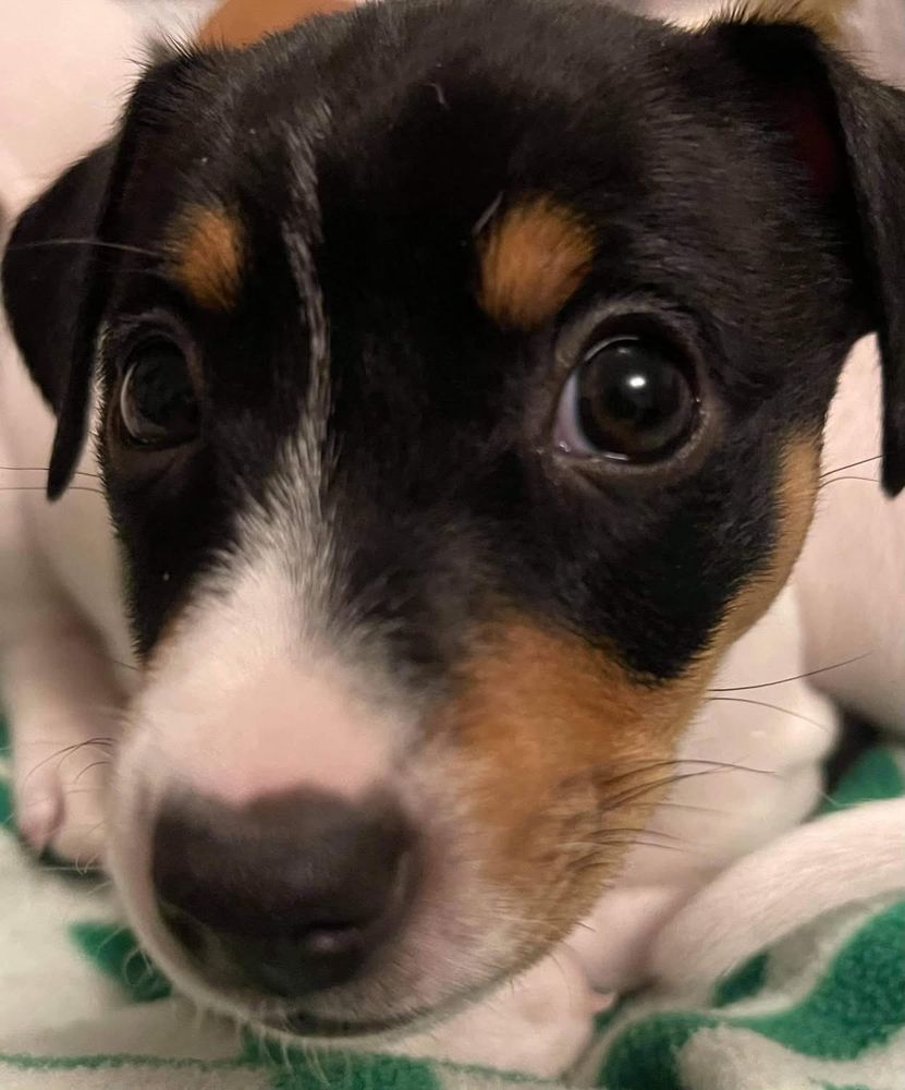 Tricolour Jack Russell terrier puppy looking at the camera 