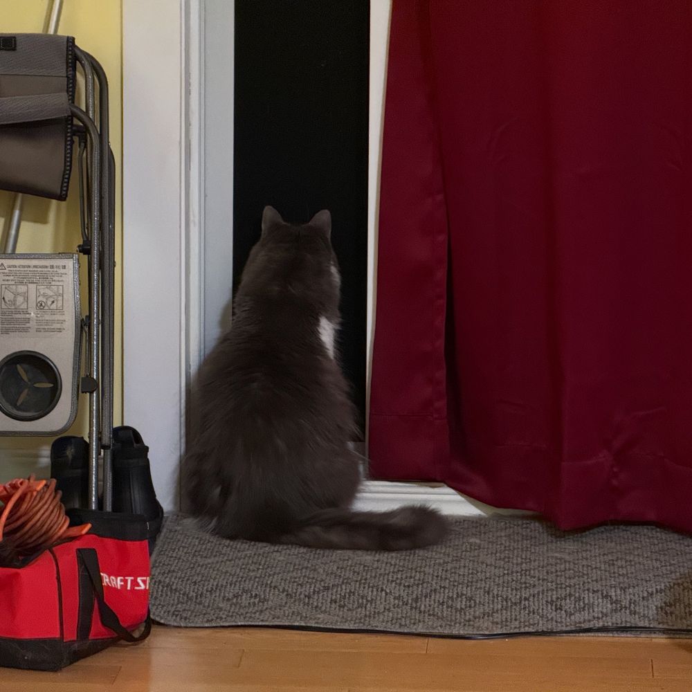 A gray cat sits on a carpet, facing an open patio door with the dark of night outside. Nearby objects include a red bag, a folding chair, and a small fan. A burgundy curtain hangs beside the door.