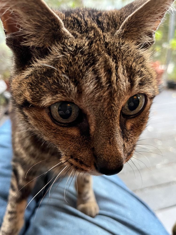 Tabby cat standing on my lap, very close to the camera, looking into my eyes. I am wearing blue jeans.