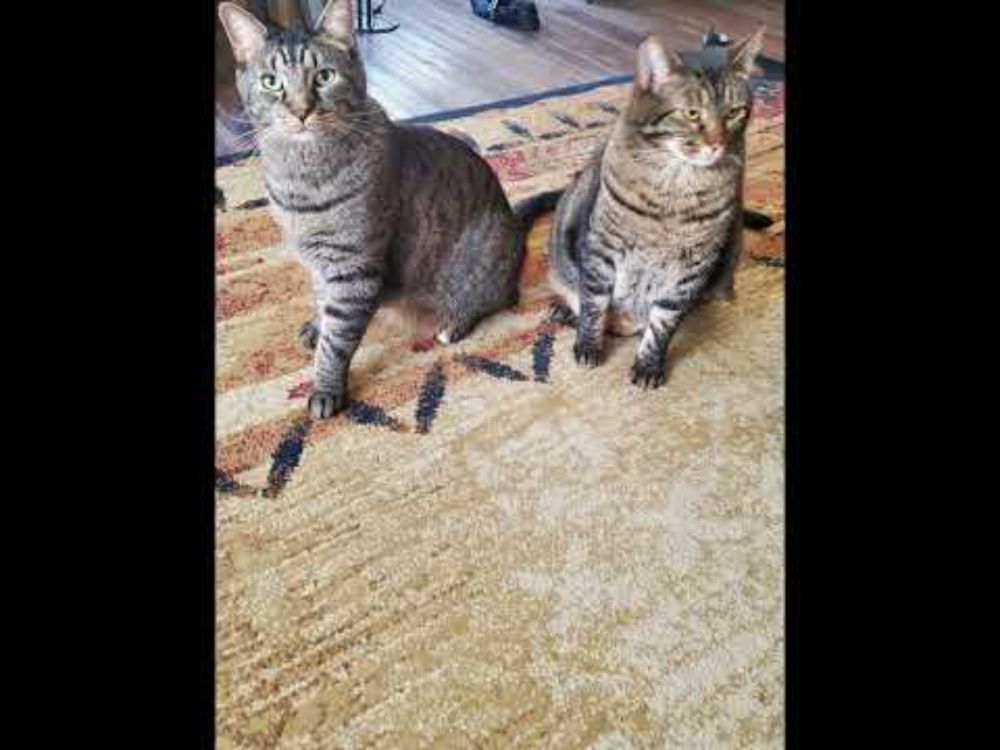 Cat Logic – Vices a lot of Politicians seem to have these days.  #catlogic #vices #politicians