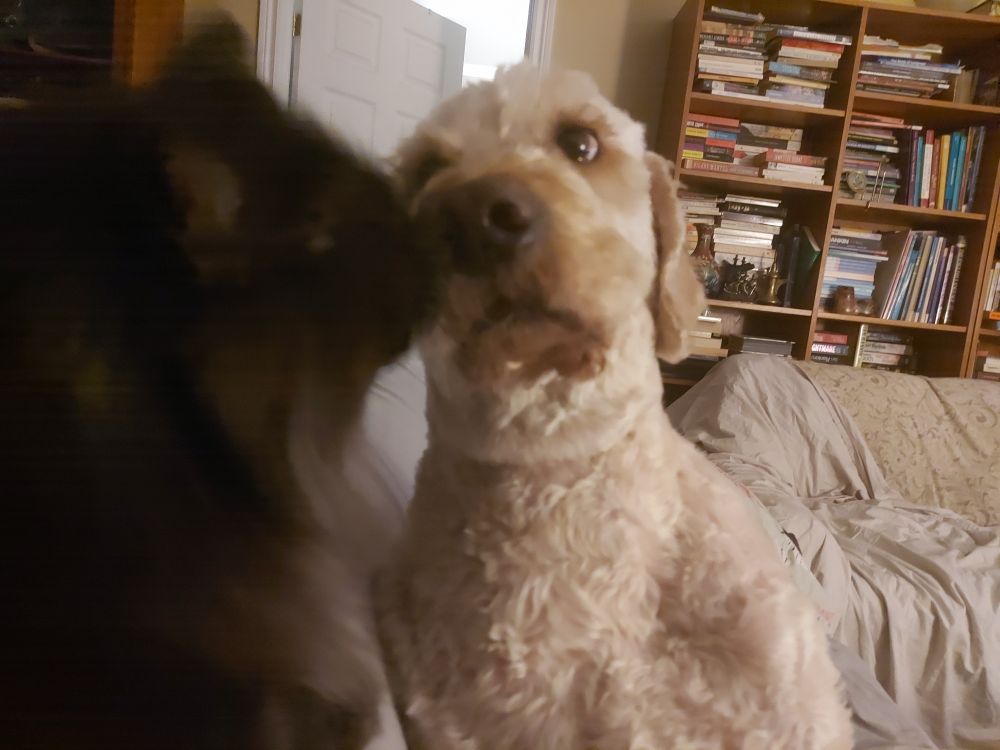 very fluffy dark gray tuxedo cat wants to give his little brother, a golden doodle, a kiss. The doodle looks a little worried 