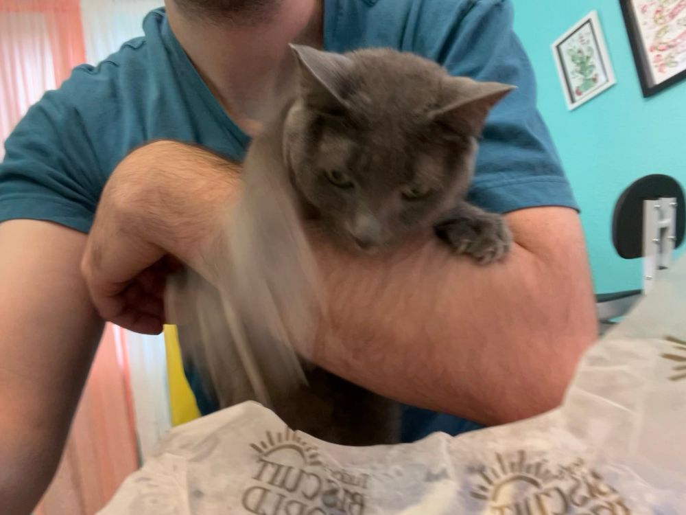 A gray cat held in a human’s arms reaches toward a biscuit. Her paw is moving so fast, it’s very blurry