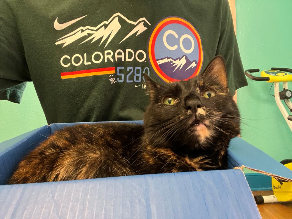 Tortie cat in blue box on my lap