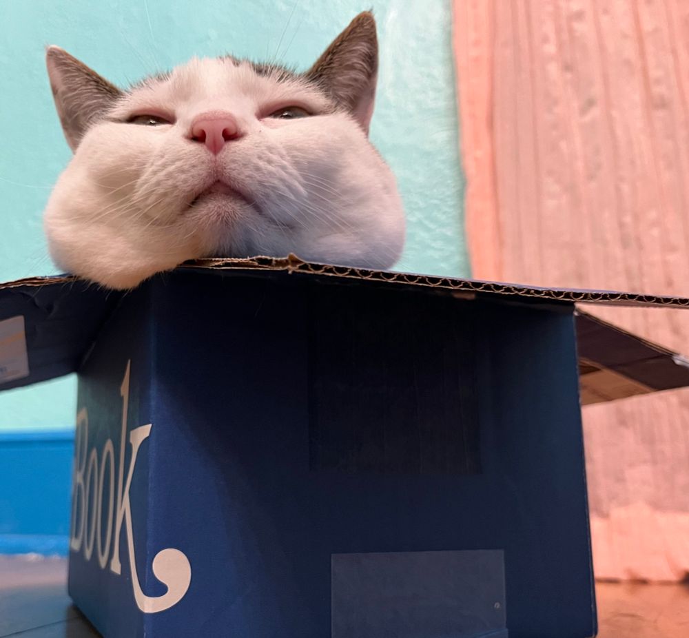 White cat head sticking out of blue box. Her chin is resting in the corner and her cheeks look especially fluffy.