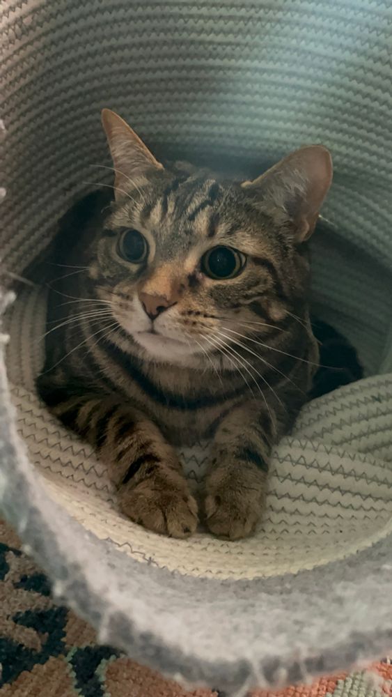 Tabby cat crouched in a hamper, eyes wide and pupils dilated, about to pounce.