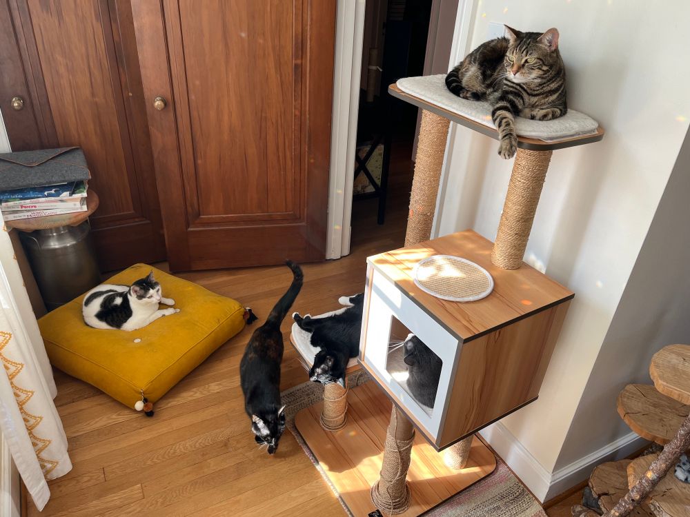 Five cats hanging out in and around a cat tree, taking in some sun.