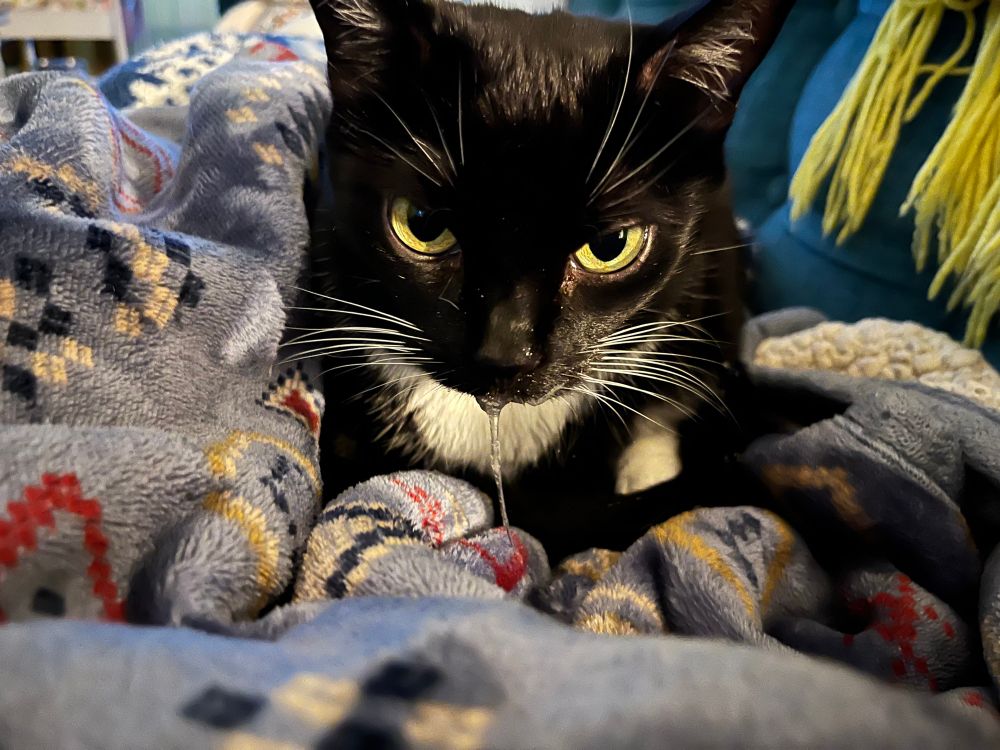 Crazed-looking tuxedo cat on a blanket pile with a massive drop of drool dangling from her mouth. In spite of this, she is still cute.