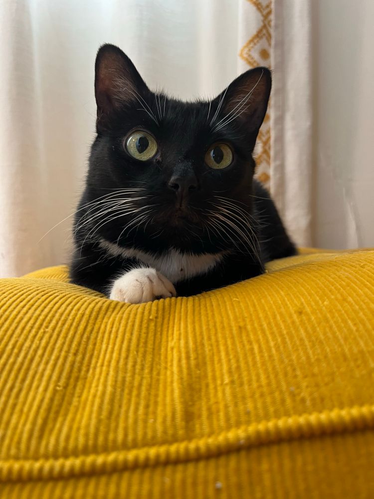 Tuxedo cat lying on a yellow pillow with her paw crossed in front of her. Her eyes are bright, her whiskers are white, and she’s just really pretty.