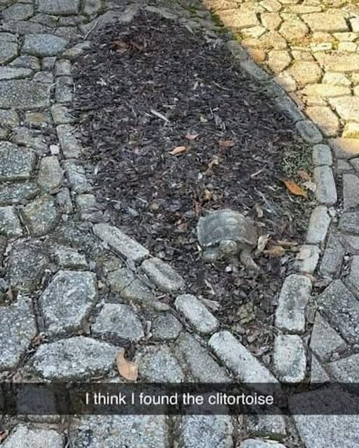 Vaguley vulva shaped rock garden with a turtle at the top. Caption reads: I think I found the clitortoise