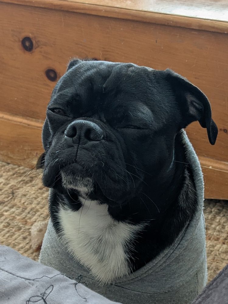 A squinting brindle and white bugg dog wearing a grey hoodie
