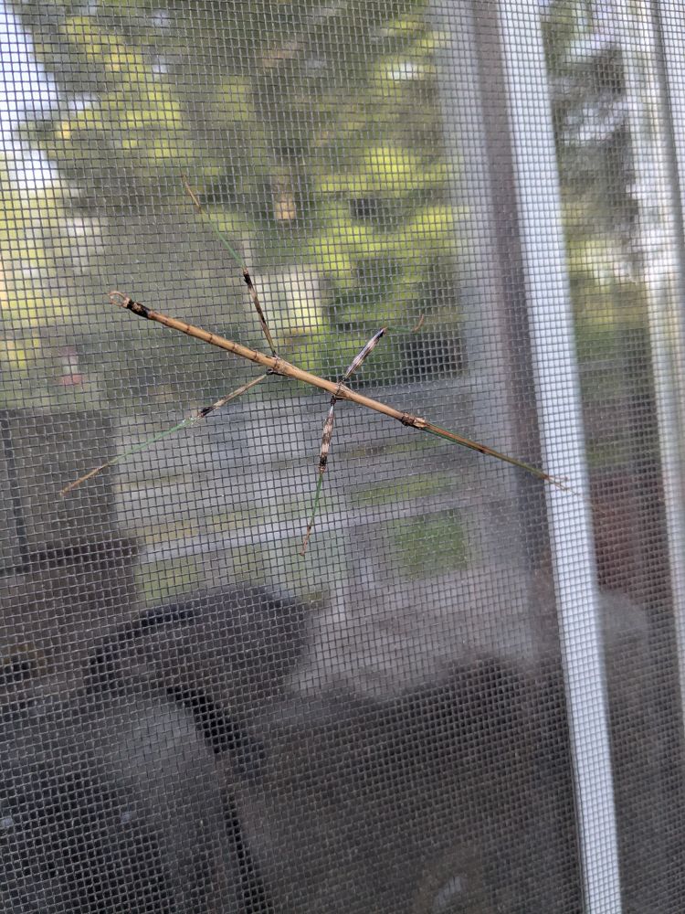 Bad photo of a stick bug on a screen door