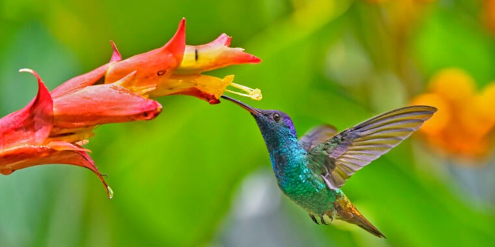 Hummingbirds thrive on an extreme lifestyle. Here’s how.