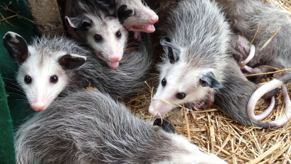 A group of rescued opossums staring up at me and my camera as I record them in their rescue pen. They were not exactly happy when my friend the rescuer temporarily lifted the plastic tote lid they were huddled under, but didn’t complain much.