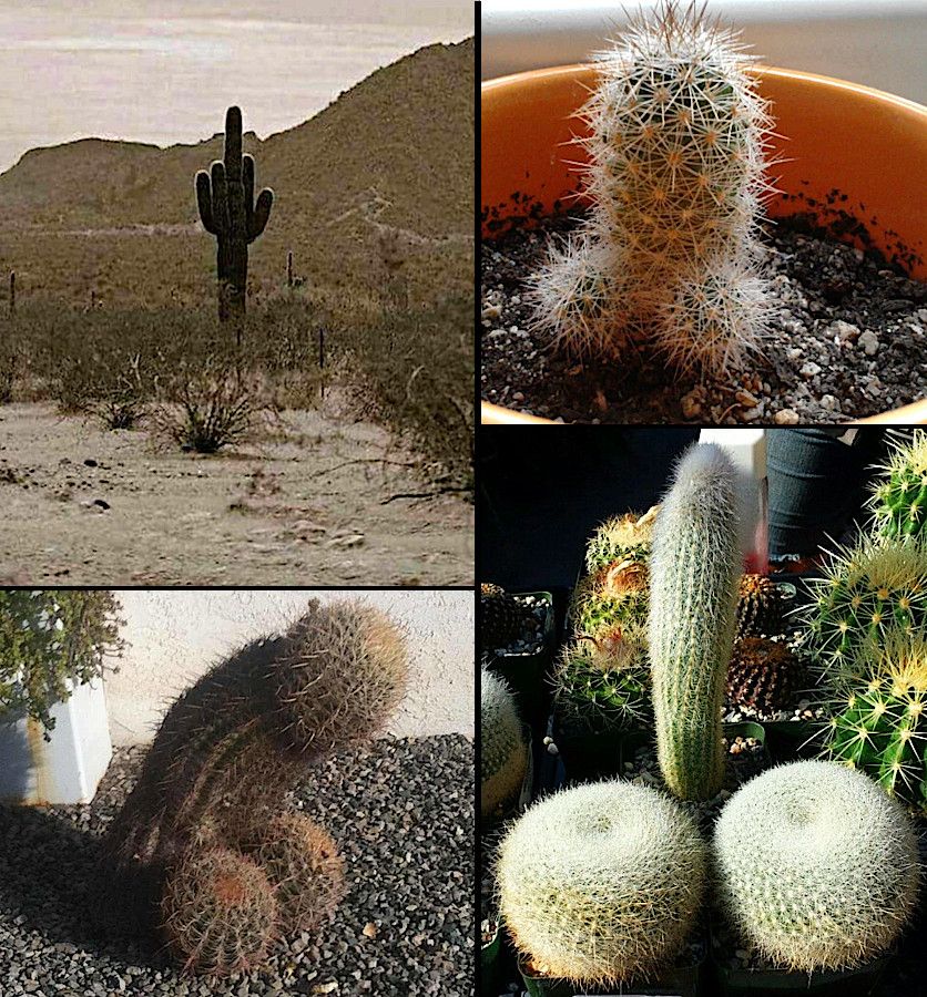 A collage of four photos of cacti being naughty. First shot is of a big saguaro cactus looking like it’s giving a rude finger gesture to the viewer. The other three photos show cacti taking on the look of male human genitalia.