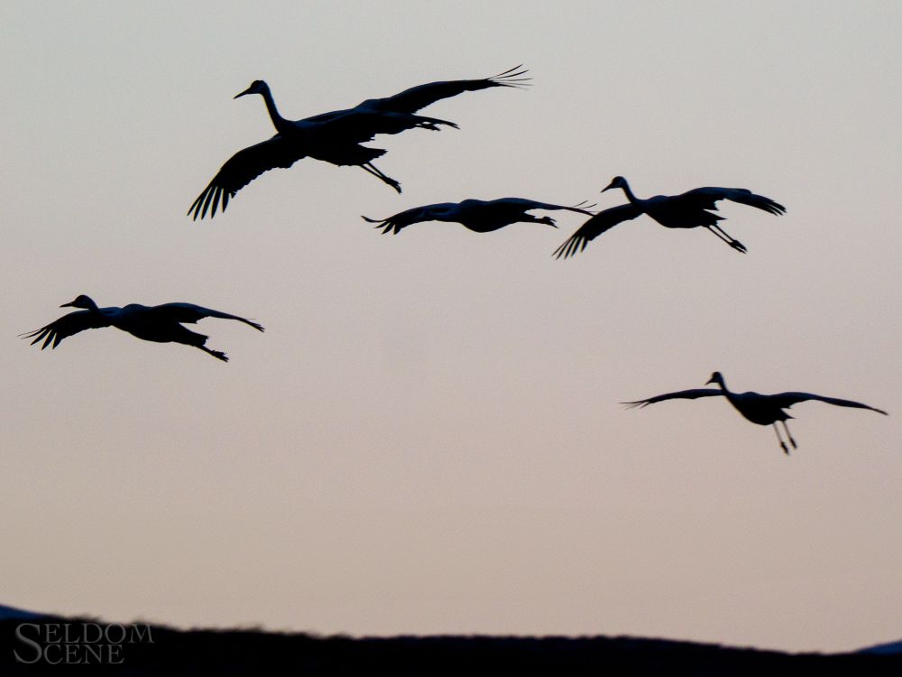 A small group of cranes are silhouetted against the evening's twilight as they descend to their pond.
