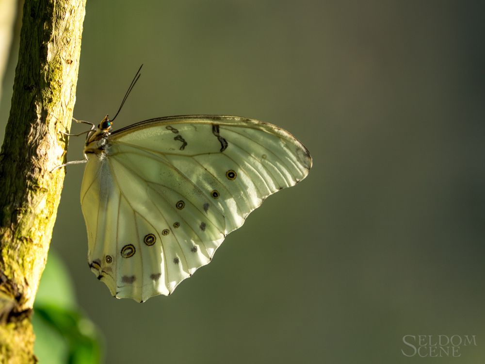 In early morning light, a White Morpho butterfly (mostly white, with black and tan markings) rests on a branch.