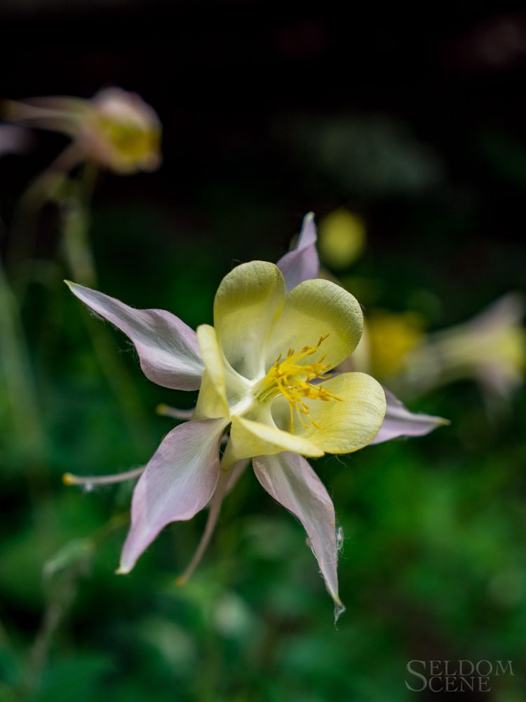 A columbine, with yellow and pale purple pedals, stands out in front of dark green vegetation.
