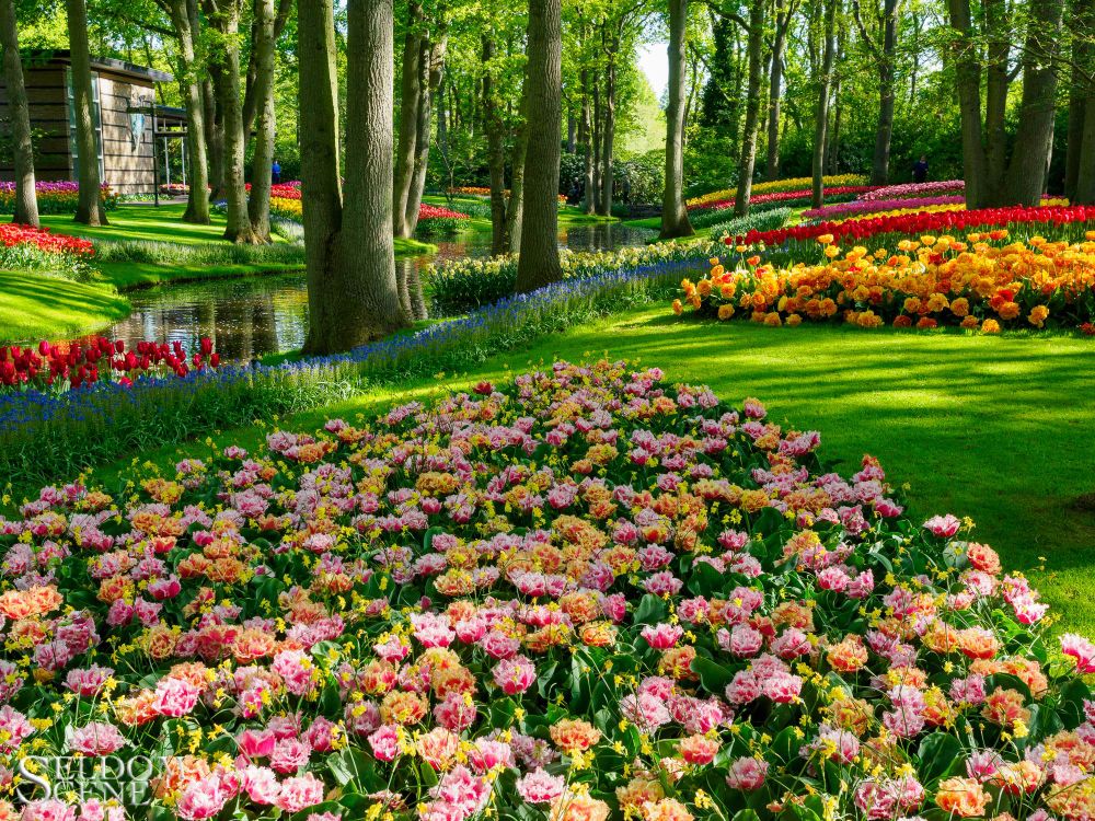 A mad jumble of variously-colored tulips and green turf line a creek through a forested stretch of park.