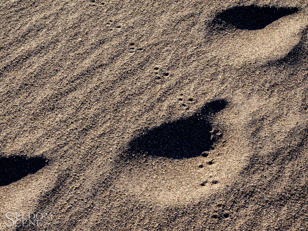 A tiny set of fresh footprints (possibly left by a mouse) cross larger / more-degraded footprints (likely left by a person) on the side of a sand dune.