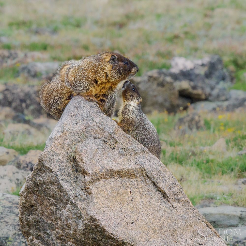 An adult female marmot watches from her perch atop a boulder, while one of her young meets her for a chat.