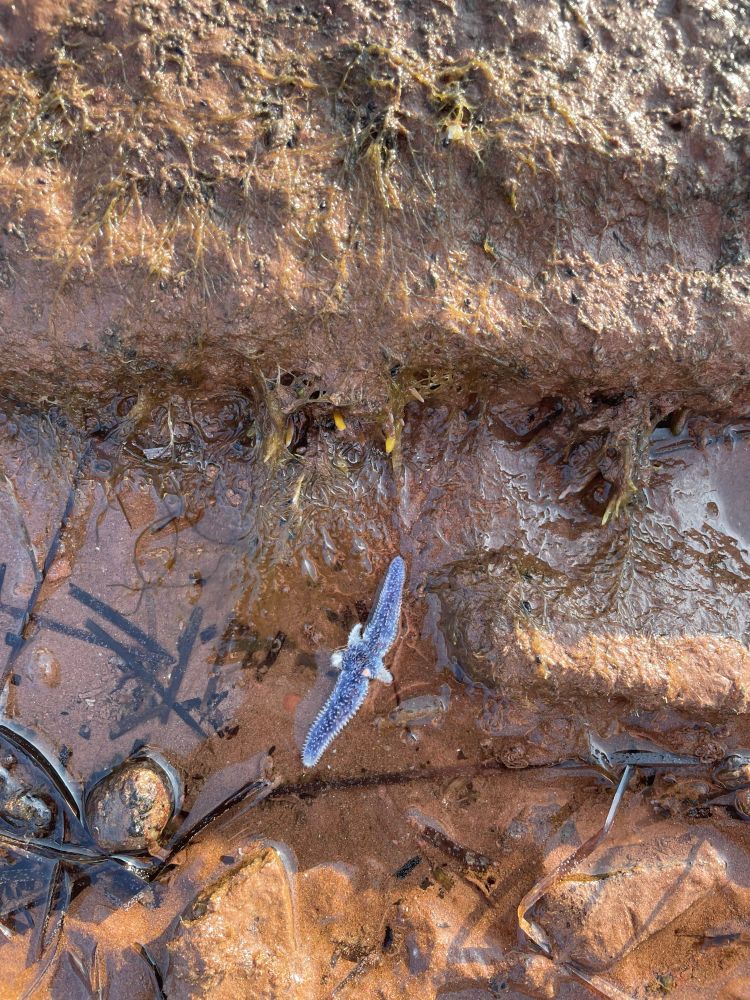 It’s a starfish - that’s regrowing three of its limbs. 
