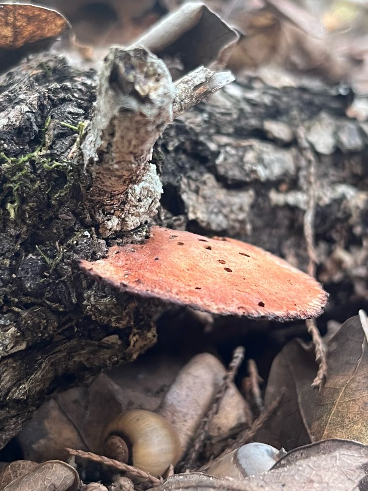 A mushroom on a fallen branch with a snail.