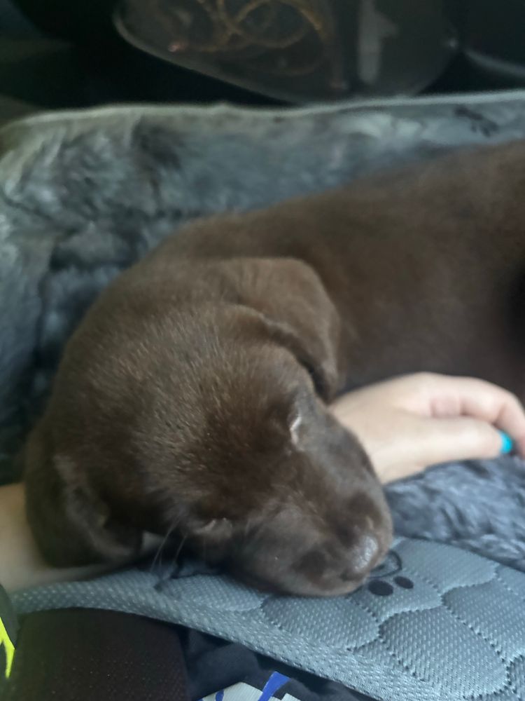 Her on the car ride home, using my wrist as a pillow