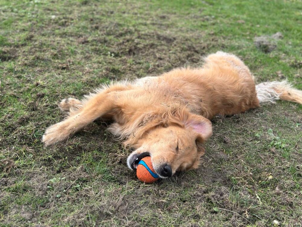 A good boy golden retriever rolling around on the grass to put his scent on a ball