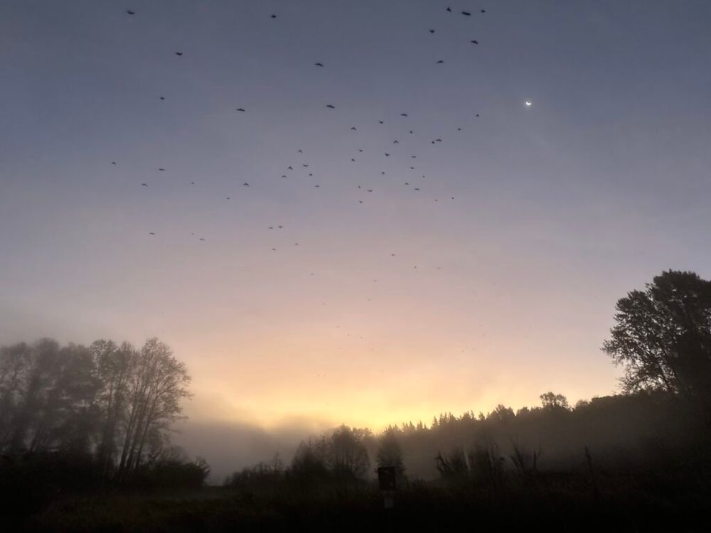 A murder of crows against a sunrise backdrop over Deer Lake Park, BC.