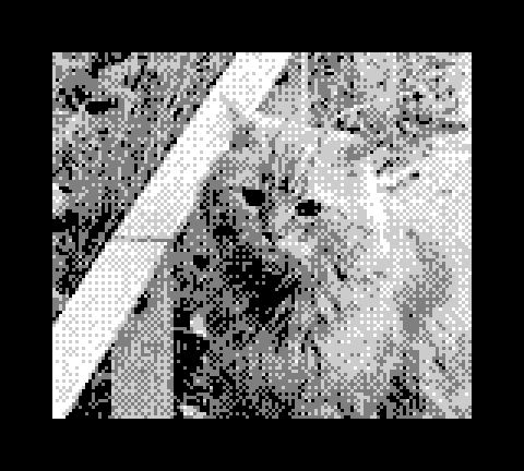 A cute widdle cat uwu