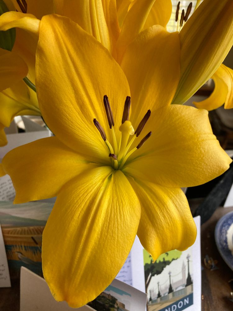 A close-up of a gorgeous yellow lily on our breakfast table (with some of our many greeting cards in the background).