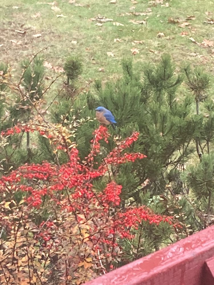 A bright-blue male Eastern bluebird perched atop a bush of red berries. 