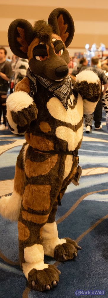 Full body shot of Voss the African wild dog fursuiter