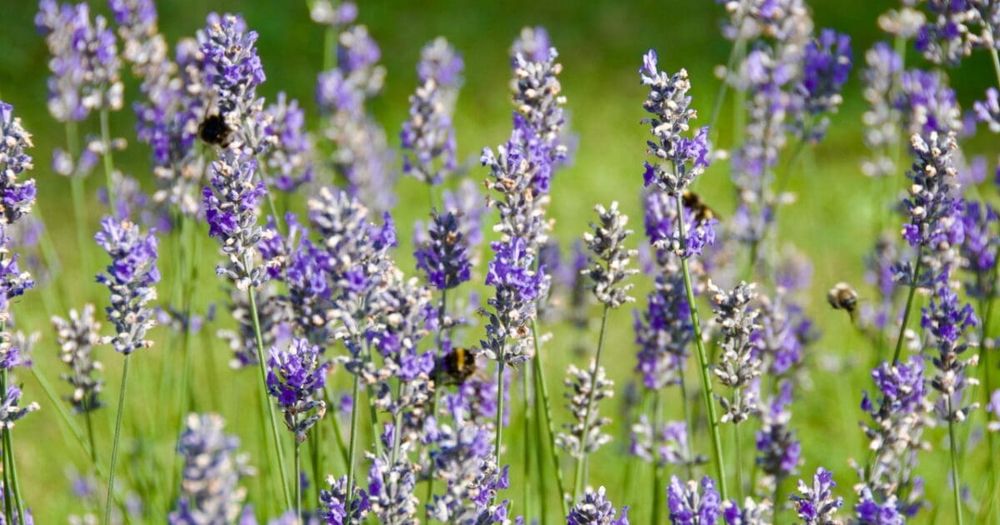 Pollinators Need More Drought Resistant Plants