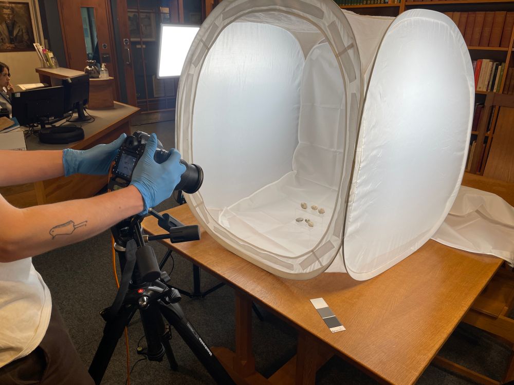 Rowan Colley photographing lead sling bullets from the Armitt’s collections