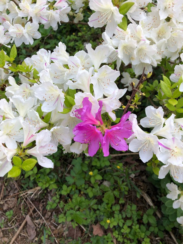 A white azalea bush with a distinctive cluster of magenta flowers. The surrounding white flowers have small streaks of magenta on their petals
