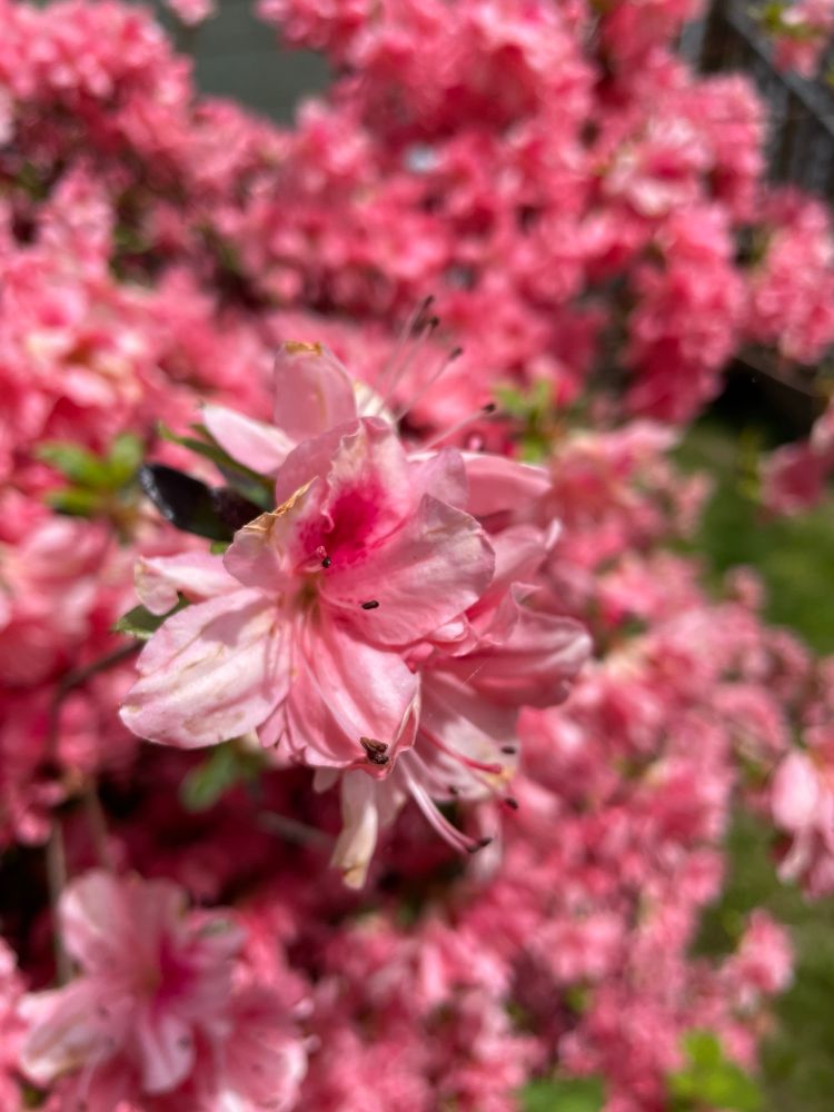 Close up on some pink azalea flowers on a sunny day