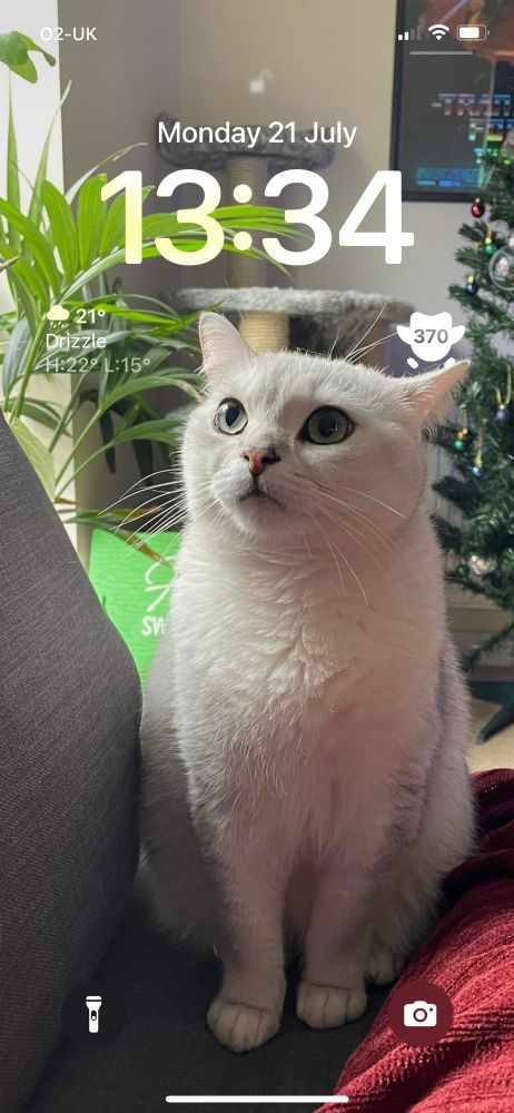 An iPhone Lock Screen. There is an image of a white cat with a surprised look on his face.