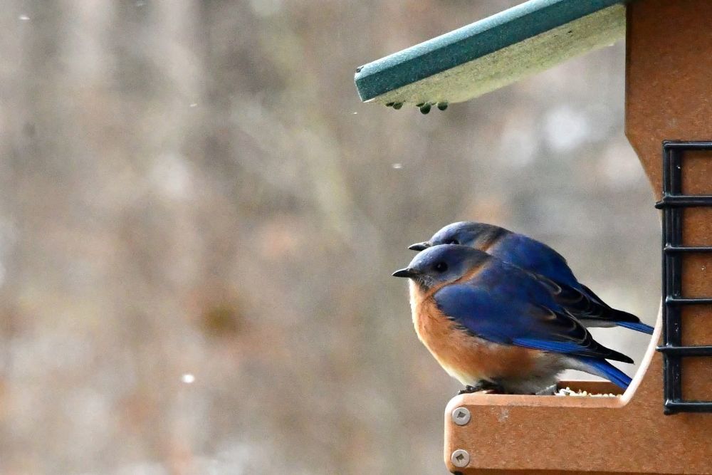 Blue birds on feeder