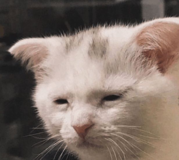 eine müde, alte katze