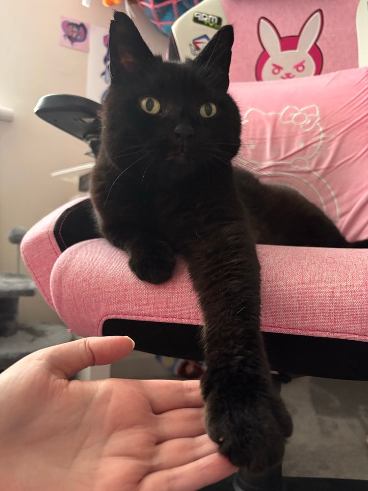 a large black cat sits on a pink gaming chair with his paw out. A hand his holding his paw 