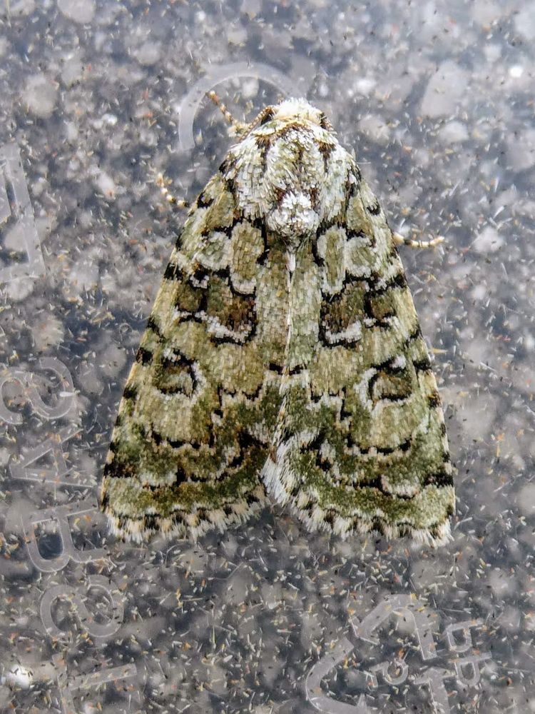 Marbled Green