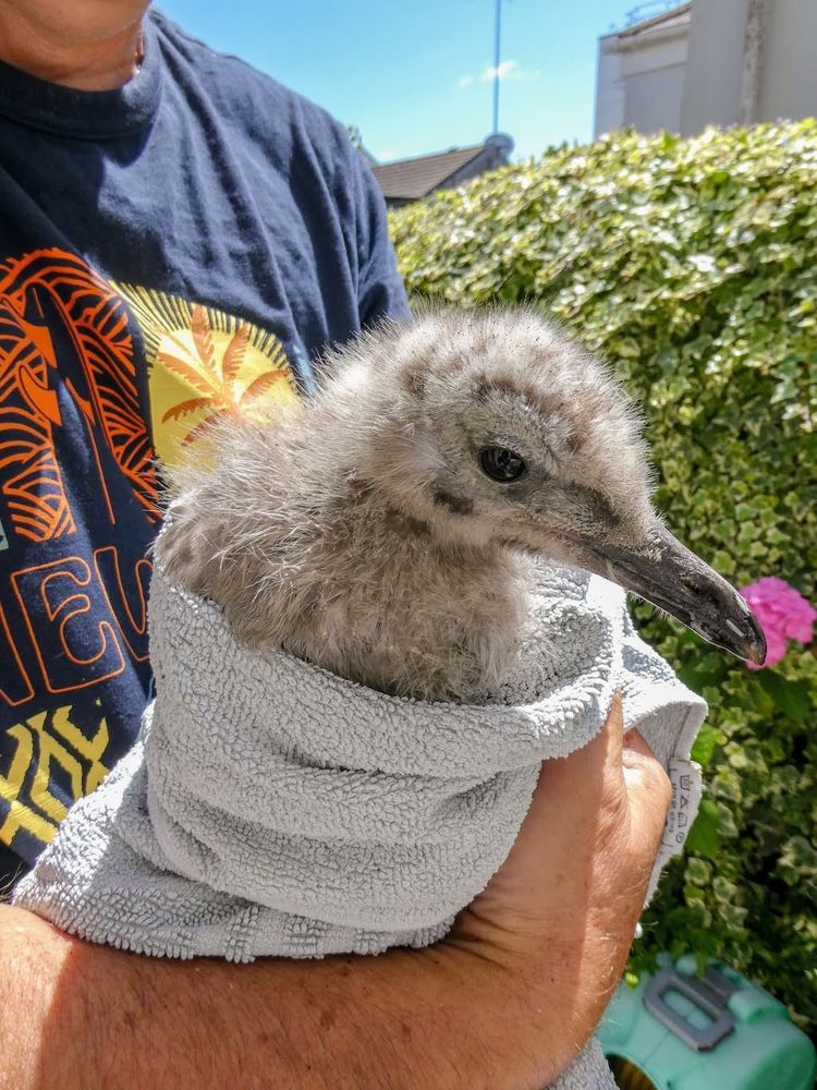 A bemused Herring Gull wrapped in a towel after being rescued from our living room grate