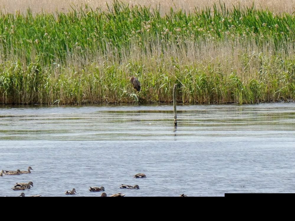 Purple Heron - the splodge in the reeds to the left of the wooden post.